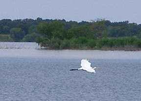 heron at Proctor Lake