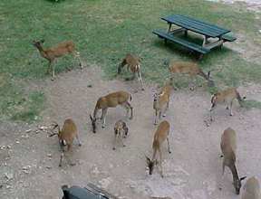 Deer at Canyon Lake
